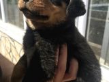 Uygun Rottweiler Yavruları