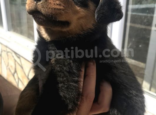 Uygun Rottweiler Yavruları