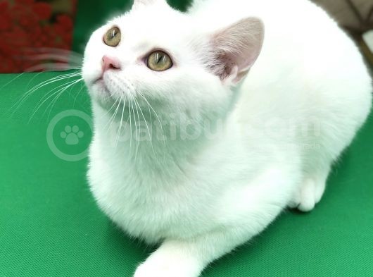 Scottish Straight White Erkek görsel