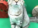 Scottish Fold Black Golden Erkek
