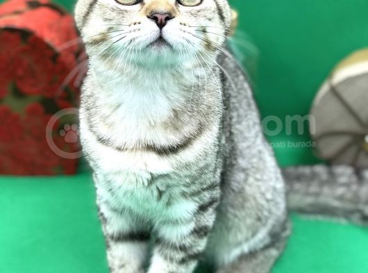 Scottish Fold Black Golden Erkek