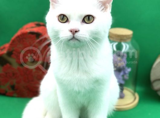Scottish Straight White Erkek görsel