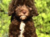 Tr İlk Chocolatte Maltipoo