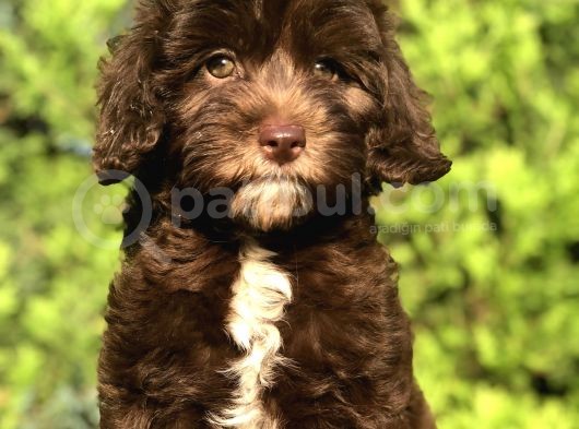 Tr İlk Chocolatte Maltipoo görsel