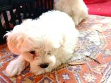 Maltese Terrier Yavrular