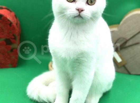 Scottish Straight White Erkek görsel