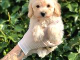 Toy Poodle Yavrular