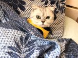 Scottish Fold Silver Cinsi Yavrum Yeni Yuva Arıyor