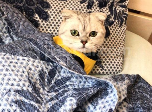 Scottish Fold Silver Cinsi Yavrum Yeni Yuva Arıyor