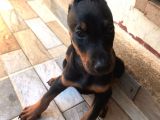 Harika Kalitede Dişi Doberman