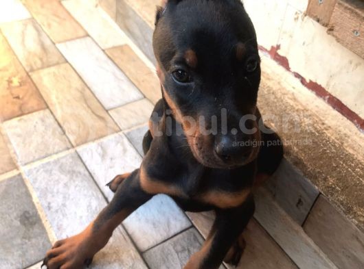 Harika Kalitede Dişi Doberman