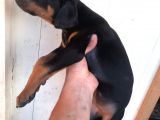 Harika Kalitede Dişi Doberman