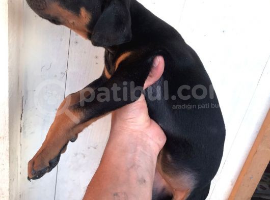 Harika Kalitede Dişi Doberman görsel