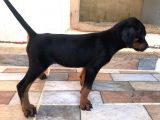 Harika Kalitede Dişi Doberman