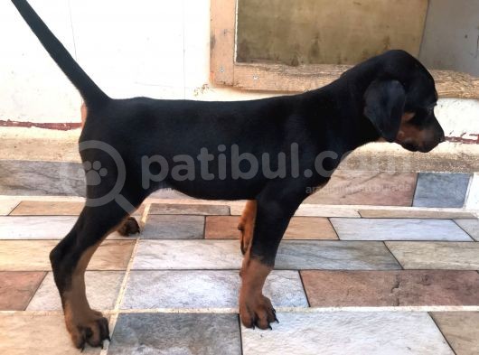 Harika Kalitede Dişi Doberman görsel