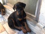 Harika Kalitede Dişi Doberman