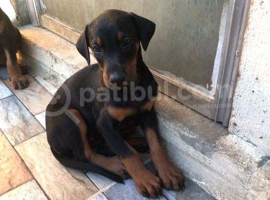 Harika Kalitede Dişi Doberman görsel