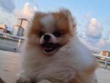 Tecaup Pomeranian Boo