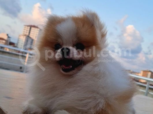 Tecaup Pomeranian Boo görsel