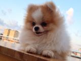 Tecaup Pomeranian Boo