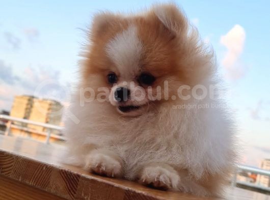 Tecaup Pomeranian Boo görsel