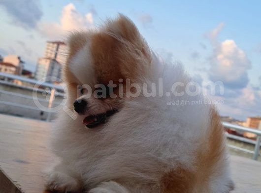 Tecaup Pomeranian Boo görsel