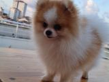Tecaup Pomeranian boo
