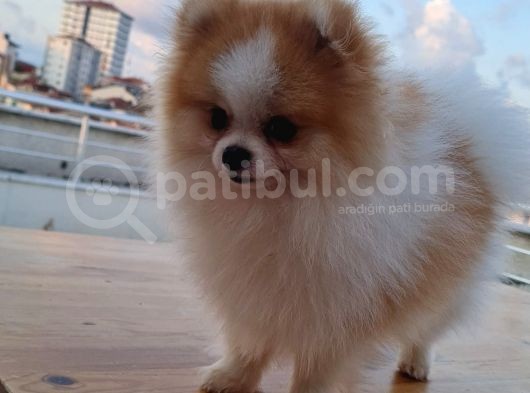 Tecaup Pomeranian Boo