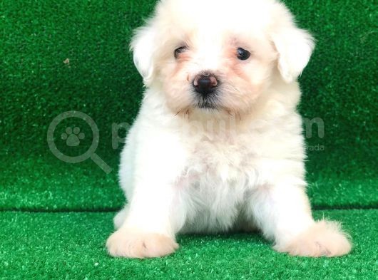 Teacup Maltipo