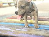 2.5 Aylık Erkek - Blue Merle French Bulldog