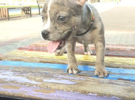 2.5 Aylık Erkek - Blue Merle French Bulldog görsel