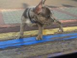 2.5 Aylık Erkek - Blue Merle French Bulldog