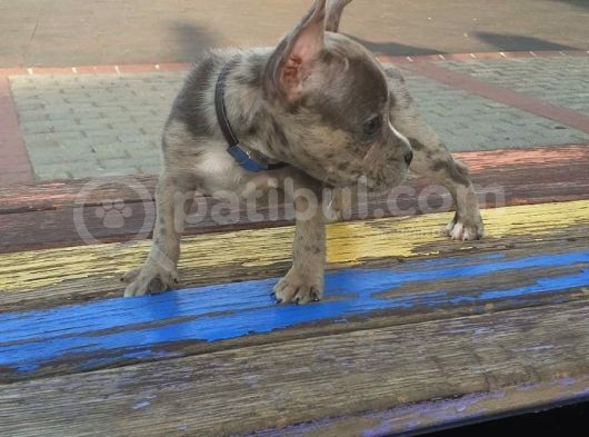 2.5 Aylık Erkek - Blue Merle French Bulldog görsel