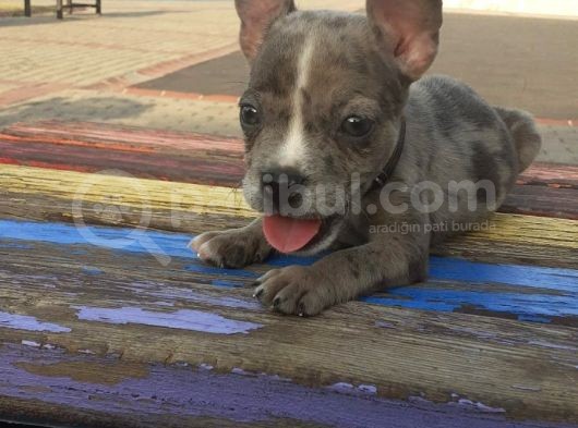 2.5 Aylık Erkek - Blue Merle French Bulldog görsel
