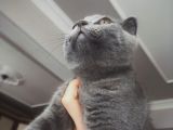 Scotish Fold Prenses Kedim