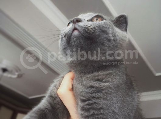 Scotish Fold Prenses Kedim görsel