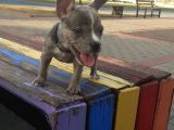 2.5 Aylık Erkek - Blue Merle French Bulldog