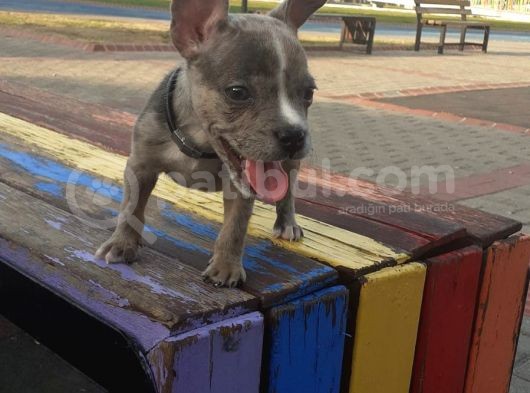 2.5 Aylık Erkek - Blue Merle French Bulldog görsel