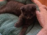 Scotish Fold Prenses Kedim