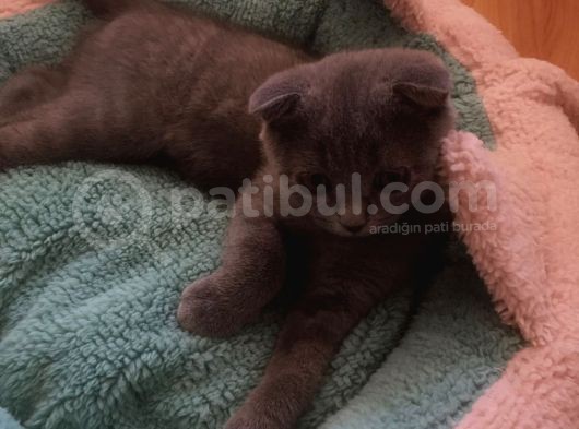 Scotish Fold Prenses Kedim görsel