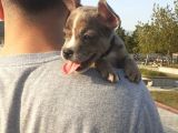 2.5 Aylık Erkek - Blue Merle French Bulldog
