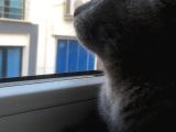 Scotish Fold Prenses Kedim