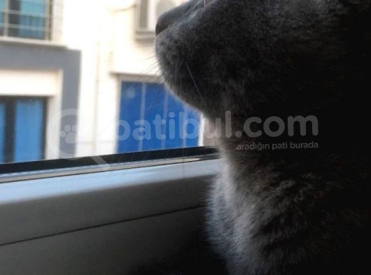 Scotish Fold Prenses Kedim görsel
