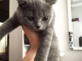 Scotish Fold Prenses Kedim