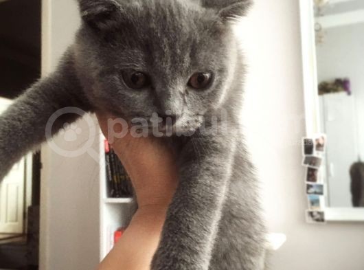 Scotish Fold Prenses Kedim