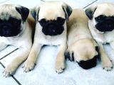 Pugmops Yavru Yetişkin Irk ve Sağlık Garantili