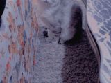 Scottish Fold Silver Cinsi Yavrum Yeni Yuva Arıyor