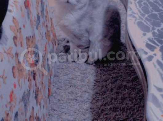 Scottish Fold Silver Cinsi Yavrum Yeni Yuva Arıyor görsel