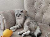 Scottish Fold Silver Cinsi Yavrum Yeni Yuva Arıyor