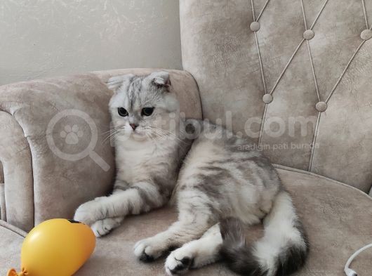 Scottish Fold Silver Cinsi Yavrum Yeni Yuva Arıyor görsel